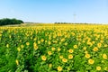 Early summer morning over the sunflower field against the blue sky Royalty Free Stock Photo