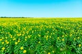 Early summer morning over the sunflower field against the blue sky Royalty Free Stock Photo