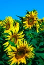 Early summer morning over the sunflower field against the blue sky Royalty Free Stock Photo