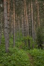 Early summer morning in a pine forest