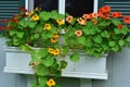 Nasturtium flowers blooming in a small windowbox