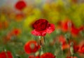 Early summer poppy flowers in the field with yellow flowers