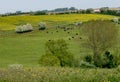 English countryside in early summer Royalty Free Stock Photo