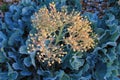 Close-up image of Sea Kale Crambe maritima at dawn on Rye Harbour Bird Reserve in East Sussex, England