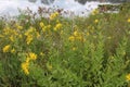 Early Sunflower, Black Eyed Susans, Grasses, and various wildflowers edging a lake in Pine Dunes Forest Preserve in Antioch, IL Royalty Free Stock Photo