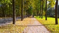 Early sunny golden autumn morning. Path in park. Fallen yellow orange leaves on earth. Fall Scene. Ecology. Season. City street. Royalty Free Stock Photo