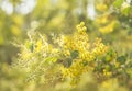 Early sunny morning with Australian wattle