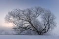 Early sunrise over a large tree covered with hoar in a snowy fie