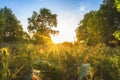 Early sunrise. Summer scenic landscape of forest Royalty Free Stock Photo