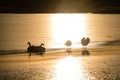 Early swans on a thin ice Royalty Free Stock Photo