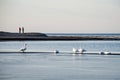 Early swans on a thin ice Royalty Free Stock Photo