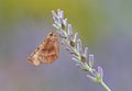 Early Thorn Moth