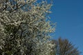 White Blackthorn blossom against a clear blue sky Royalty Free Stock Photo