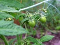 Early tomatoes Royalty Free Stock Photo