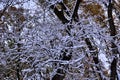 Winter Snow on Leafless Branshes in Autumn Royalty Free Stock Photo