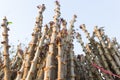 Early varieties of cassava