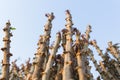 Early varieties of cassava