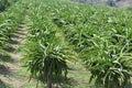 Early varieties dragon fruit plants in garden. field of fruit tree planting dragon fruit in Thailand