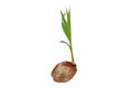 Early varieties of dwarf aromatic coconut tree , shorter than no Royalty Free Stock Photo