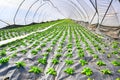 Early vegetable growing in a greenhouse, salad plants covered with greenhouse film. Baden Baden. Baden Wuerttemberg, Germany