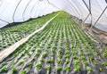 Early vegetable growing in a greenhouse, salad plants covered with greenhouse film. Baden Baden. Baden Wuerttemberg, Germany
