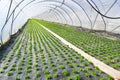 Early vegetable growing in a greenhouse, salad plants covered with greenhouse film. Baden Baden. Baden Wuerttemberg, Germany