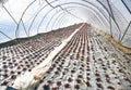 Early vegetable growing in a greenhouse, salad plants covered with greenhouse film. Baden Baden. Baden Wuerttemberg, Germany