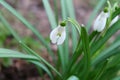 Early white flowers Galanthus Linnaeus 1