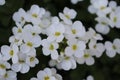 Early white flowers in garden. Spring time. White flowers close up. Backround