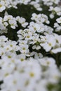 Early white flowers in garden. Spring time. White flowers close up. Backround