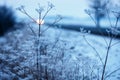 Early winter, cold misty morning , grass and charm Royalty Free Stock Photo