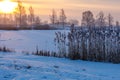 Early winter, cold misty morning , pond and reed Royalty Free Stock Photo