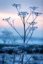 Early winter, cold misty morning - sunrise Royalty Free Stock Photo