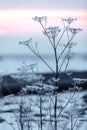 Early winter, cold misty morning - sunrise Royalty Free Stock Photo