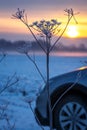 Early winter, cold misty morning - sunrise Royalty Free Stock Photo