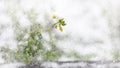 Early winter first snow background yellow flower falling snow cold color Royalty Free Stock Photo