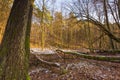 Early winter forest landscape Royalty Free Stock Photo