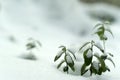 early winter; lingonberry twigs under the first snow Royalty Free Stock Photo