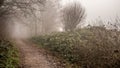 Early winter morning fog on forest path Royalty Free Stock Photo