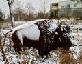 Snow Covered American Bison Royalty Free Stock Photo