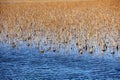 A lotus pond with dead branches and leaves in winter. Royalty Free Stock Photo