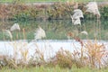 Early winter riverside scenery with Susuki`s ears