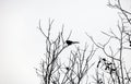 A magpie landed on a bare branch in early winter.