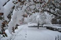 Early Winter Snow Storm in Pennsylvania Royalty Free Stock Photo