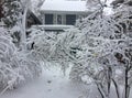 Early winter storm wreaks havoc on trees.