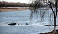 Riverside scenery in early winter.