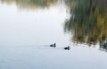 A pair of wild ducks played on the lake in early winter. Royalty Free Stock Photo