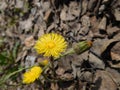 Early yellow flowers, spring abstract background with coltsfoot close up Royalty Free Stock Photo