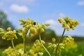 Early yellow wildflowers in spring, shot close-up Royalty Free Stock Photo
