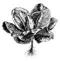 Early York Cabbage vintage illustration